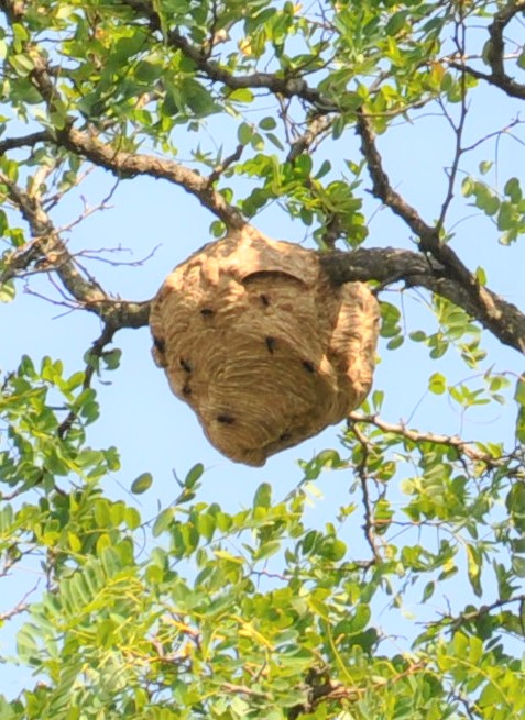 destruction nid frelons asiatiques Vitry-sur-Seine 94400