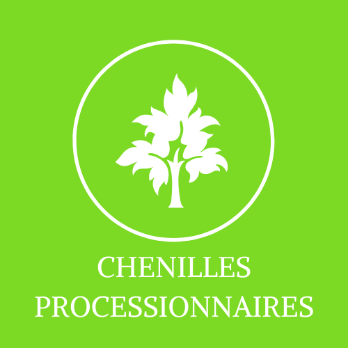 CHENILLES PROCESSIONNAIRES